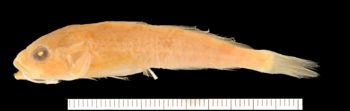 Media type: image;   Ichthyology 35977 Aspect: lateral